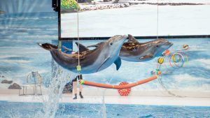 Two Dolphins jumping out of the water