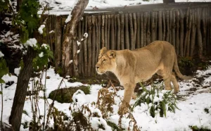 A lion in the snow
